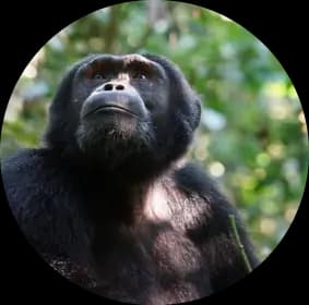 Bulindi Chimpanzee Habitat Restoration Projec image