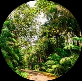 Hongera Reforestation Project image